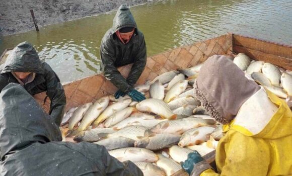 1200 kilogramm balatoni sudár ponty érkezett a Rába folyóba