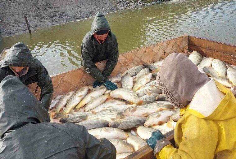 1200 kilogramm balatoni sudár ponty érkezett a Rába folyóba